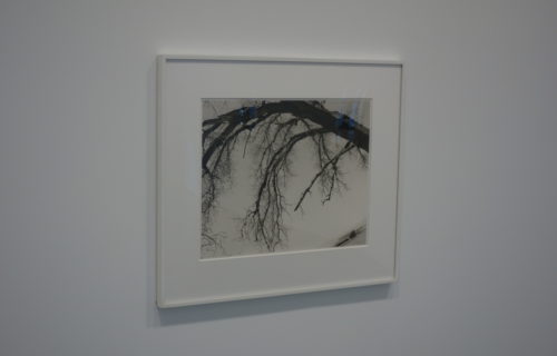 Robert Adams, Trees @Matthew Marks